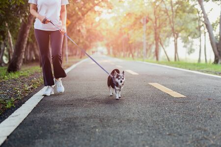 Woman walks with a Chihuahua in natural sunrise in the morning.の写真素材