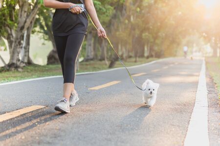 Woman exercise walking with Bichon dogs in park.