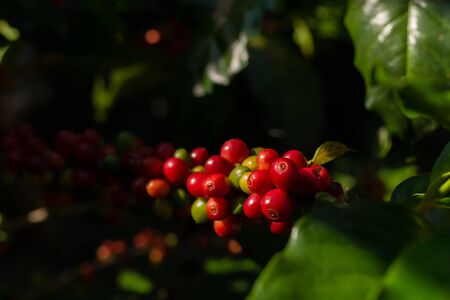 Branch of coffee tree fresh red coffee bean organic in a farm.の写真素材