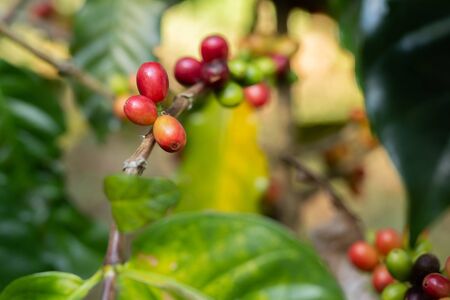 Coffee beans on the branch in coffee plantation farm.の写真素材