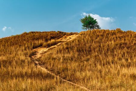 Barren desolate field on a hill with dried grass trees on the top with blue sky.