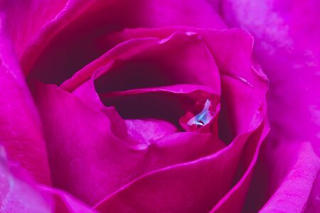 Close up rose flower  and texture with dew drop soft focus.の写真素材