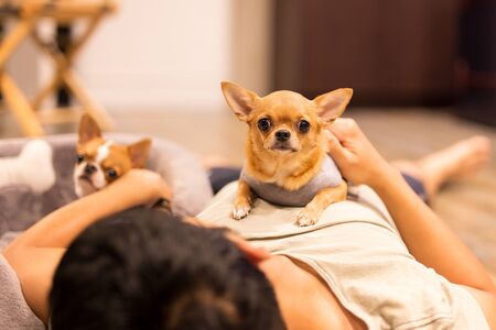 Man stay at home lying in living room playing with Chihuahua dog coronavirus preventing.の写真素材