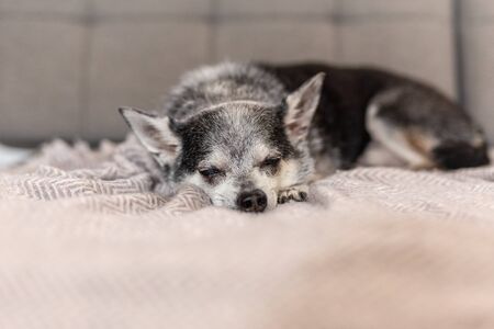 Black Chihuahua dog sleeping on couch at home.の写真素材