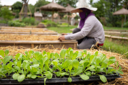 Small green plants in a tray in organic farm with agriculture