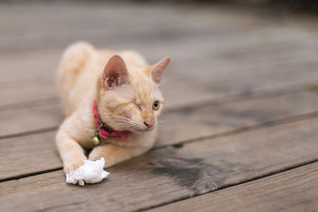 Injured cat with one eye playing with paper on the wooden floor.の写真素材