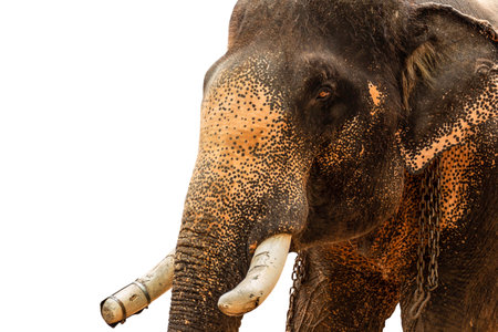Elephant with a broken tusk isolated in white backgroundの写真素材