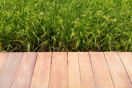 Empty wooden floor on rice fields with blue sky.の写真素材