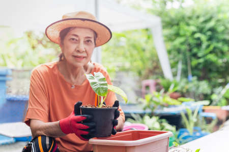 Portrait of senior woman working in garden with hand holding young plantの写真素材
