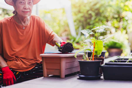 Senior woman gardener holding trowel with soil in the garden.の写真素材