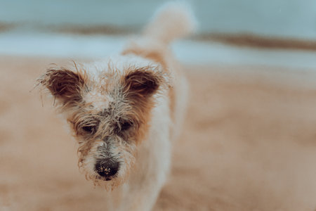 Close uo white and brown hairy dog walking on the beach.の写真素材
