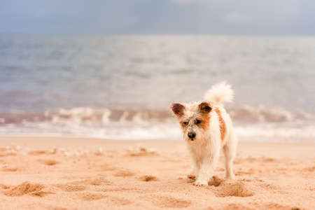White and brown hairy dog walking on the beach.の写真素材