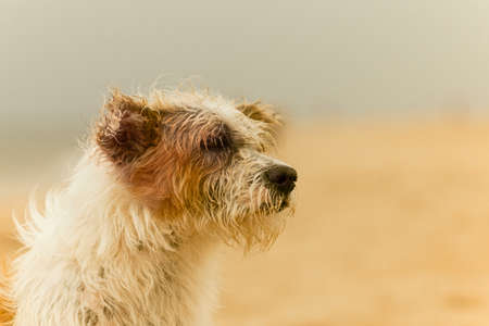 Close up of white and brown Crossbreed dog sit on the beach.の写真素材