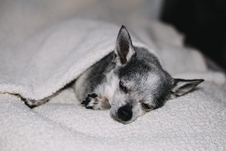 Portrait of chihuahua dog sleeping under blanket at home.の写真素材