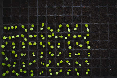 Growing baby fresh young green vegetable lettuce organic black plastic tray.の写真素材