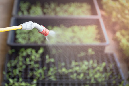 Farmer watering baby green sprouts in Nursery tray.