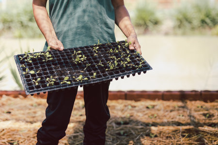 Woman holding tray with small plant in organic farm.の写真素材