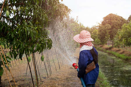 Asian woman farmer watering mango tree with hose in a field.の写真素材