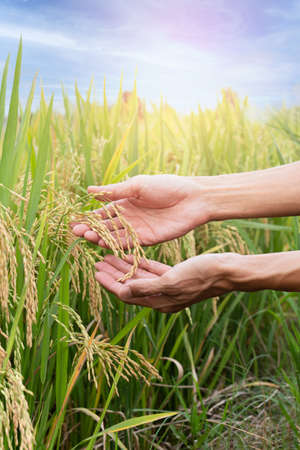 Agriculture hand gently holding yellow rice in the paddy field.の写真素材