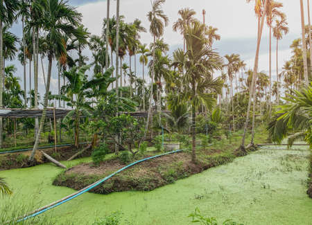 Betel palm tree along the field plantation with azolla in the water.の写真素材