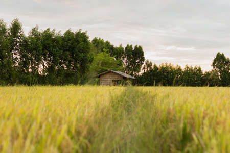 Beautiful sunset over the paddy fields in Thailand.の写真素材