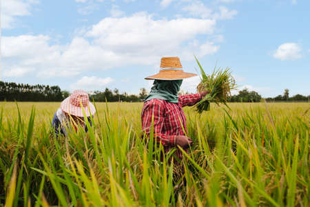 Two Asian farmers harvesting organic paddy rice in Thailand.の写真素材