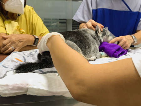 Veterinarian uses an oxygen mask to rescue the dog.
