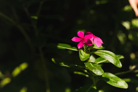 Madagascar periwinkle purple flowers in the garden with nature sunlight.の写真素材