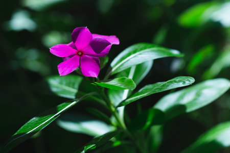 Madagascar periwinkle purple flowers in the garden with nature sunlight.の写真素材