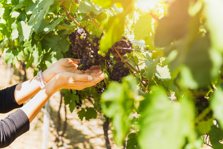 Woman hand holding black grape in vineyard.