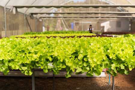 Closeup of fresh green oak lettuce in organic Farm.の写真素材