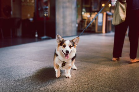 Portrait of young welsh corgi dog outdoors on leash with owner.の写真素材