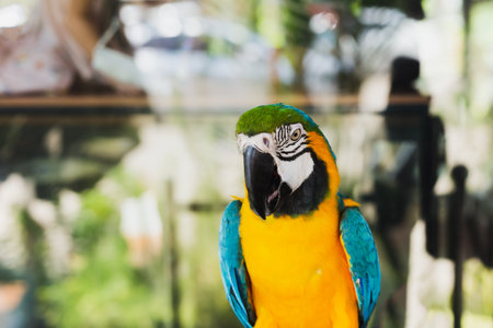 South American macaw ara parrot sitting outdoor close upの写真素材