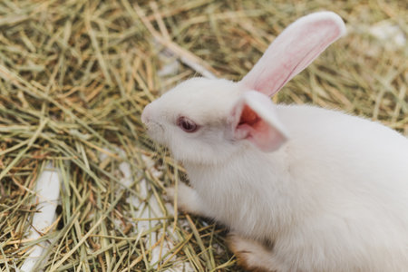 White rabbit eating straw in the cage in a caseの写真素材