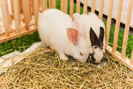 White rabbit eating straw in the cage in a caseの写真素材