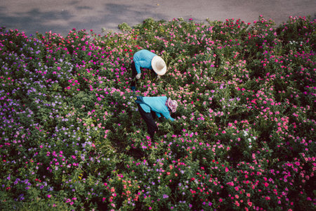 Asian farmer working in the flower field.の写真素材
