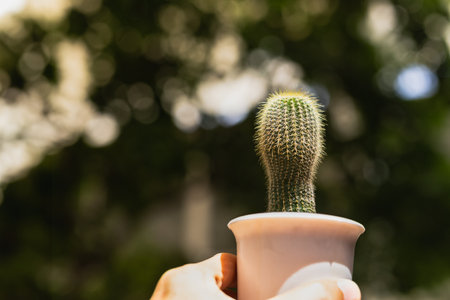 Closeup of hand holding a small cactus flower pot with blurred backgroundの写真素材