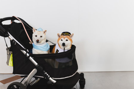 Two Japanese Shiba Inu dog in pushchair on white backgroundの写真素材