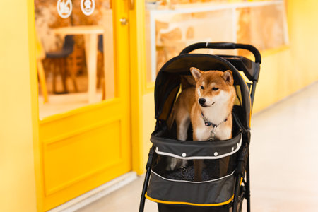Japanese Shiba Inu dog in pushchair outside cafe