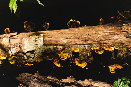 Natural Turkey tail mushrooms fungus on trunk in forest