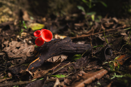 Beautiful colorful champagne mushrooms in the forest