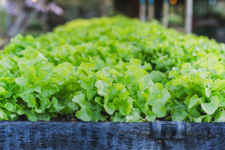 Fresh lettuce vegetable growing in hydroponic organicの写真素材