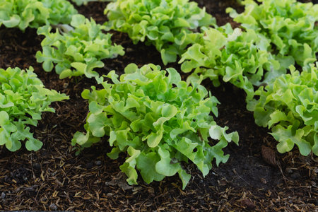 Hydroponics organic fresh vegetables in garden at greenhouseの写真素材