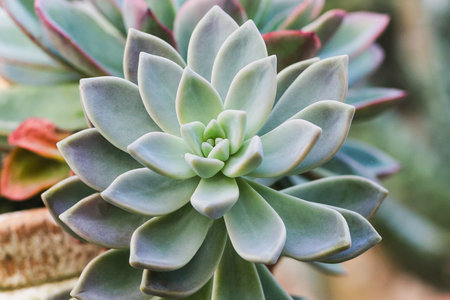 Beautiful cactus plant growing in the gardenの写真素材