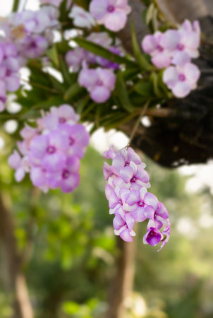 Thai purple orchid flower on nature tree background