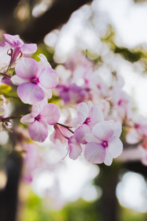 Thai purple orchid flower on nature tree backgroundの写真素材
