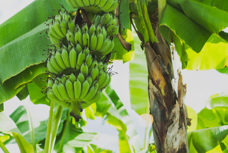 Banana tree with bunch with raw green bananas fruit.の写真素材