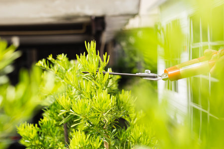 Gardener woman worker trimming bushes with steel hedge shears in garden.
