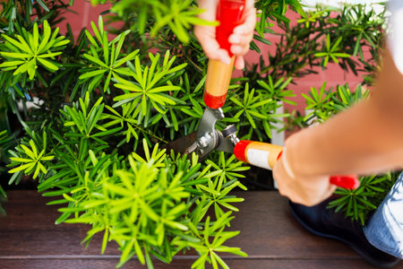 Gardener woman worker trimming bushes with steel hedge shears in garden.