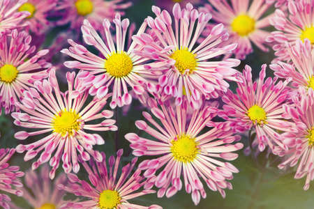 flower backgrounds. Close Up.の写真素材